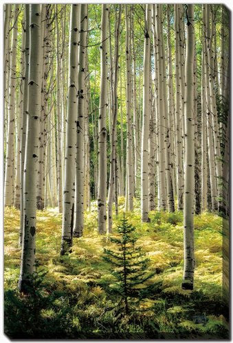 Whispering Grove Wall Art - Green - 22 X 28