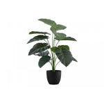 24" Alocasia Plant With 5" Black Pot - Green