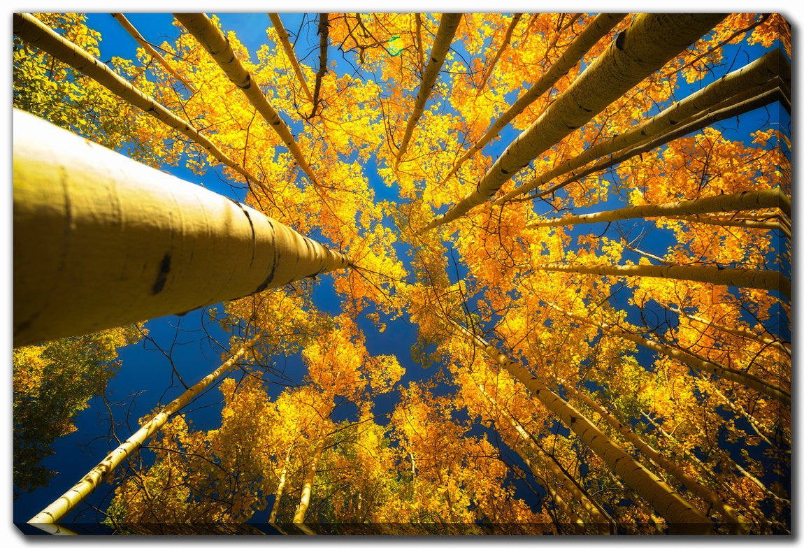 Beneath the Leaves Wall Art - Yellow - 22 X 28