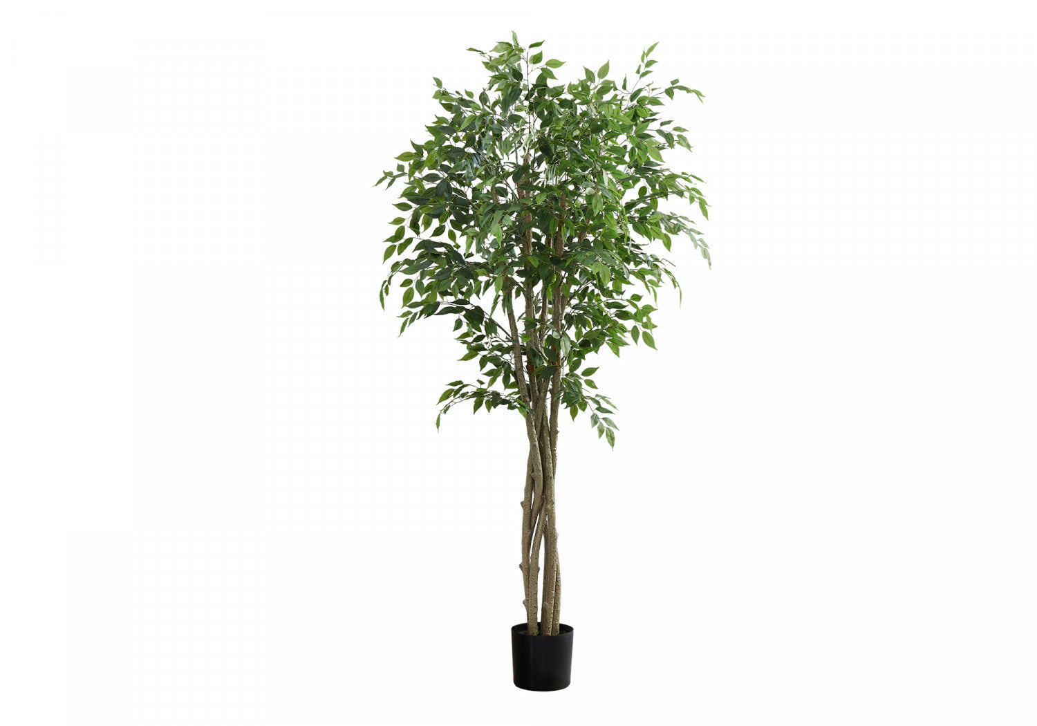 79" Ficus Tree With 8" Black Pot - Green