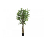 79" Ficus Tree With 8" Black Pot - Green