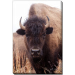The Stare Art - Brown - 30 X 45