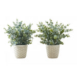 13" Eucalyptus Grass Plant With 4" White Pot - Green - Set of Two