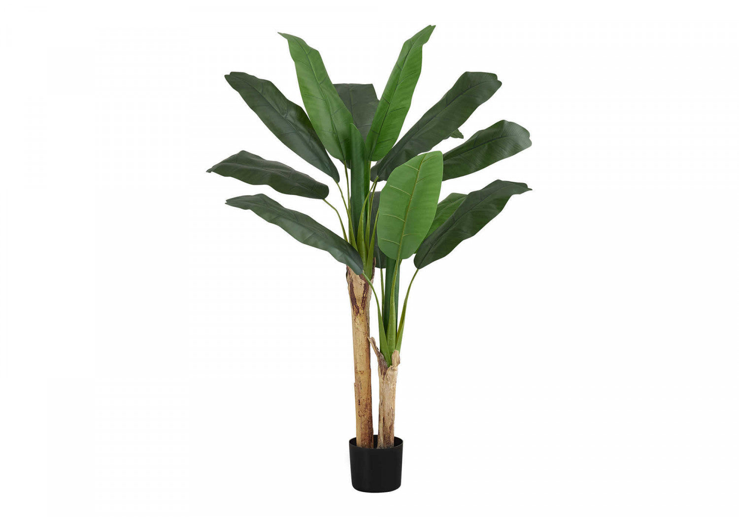 55" Banana Tree With 6" Black Pot - Green