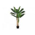 55" Banana Tree With 6" Black Pot - Green