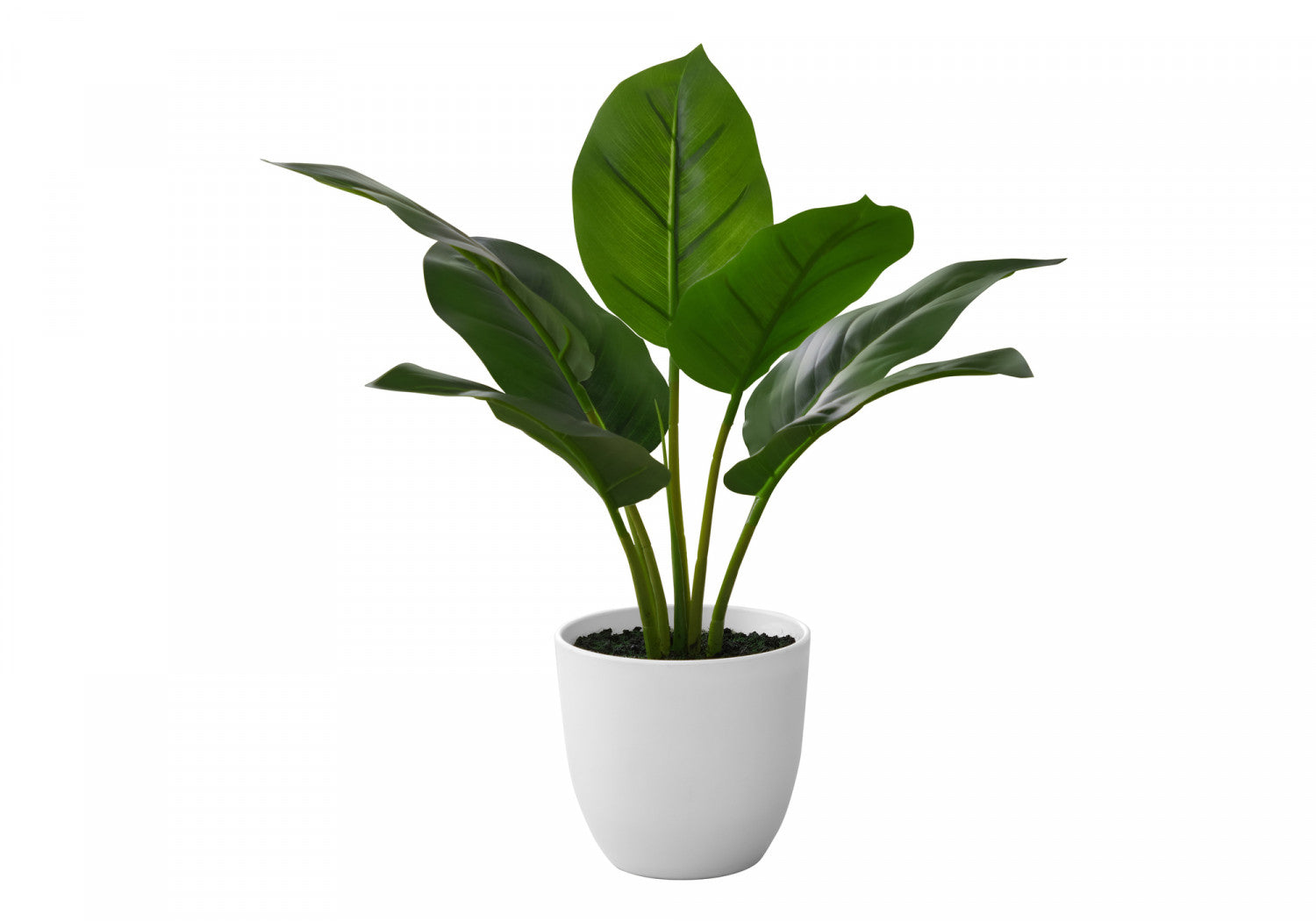 17" Aureum Plant With 5" White Pot - Green