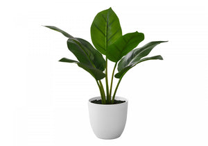 17" Aureum Plant With 5" White Pot - Green