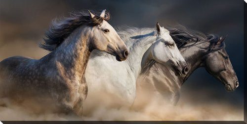 Freedom Gallop Wall Art - Brown - 30 X 60