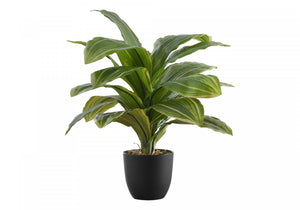 17" Dracaena Plant With 4" Black Pot - Green