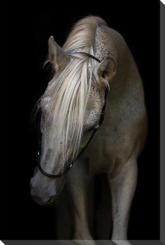 Equine Power Wall Art - Black/White - 22 X 28