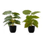 13" Epipremnum Plant With 4" Black Pot - Green - Set Of Two
