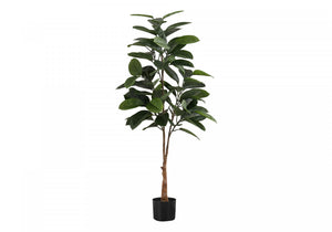 52" Rubber Tree With 5" Black Pot - Green