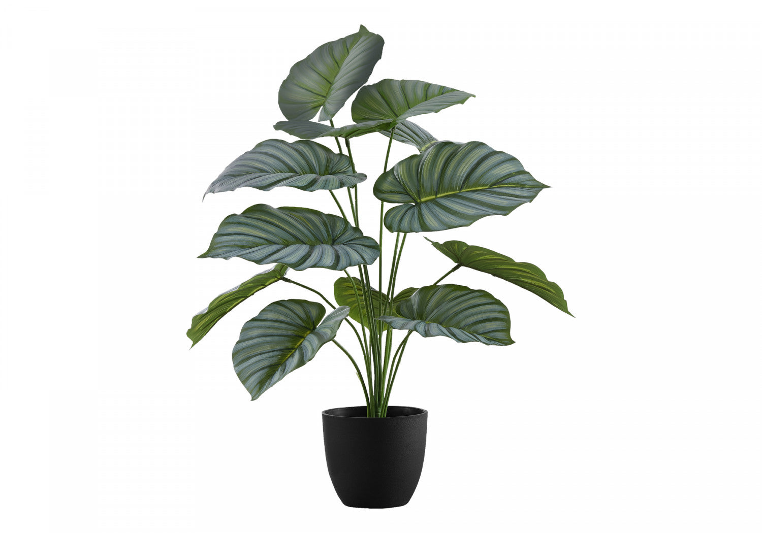 24" Calathea Plant With 5" Black Pot - Green