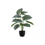 24" Calathea Plant With 5" Black Pot - Green