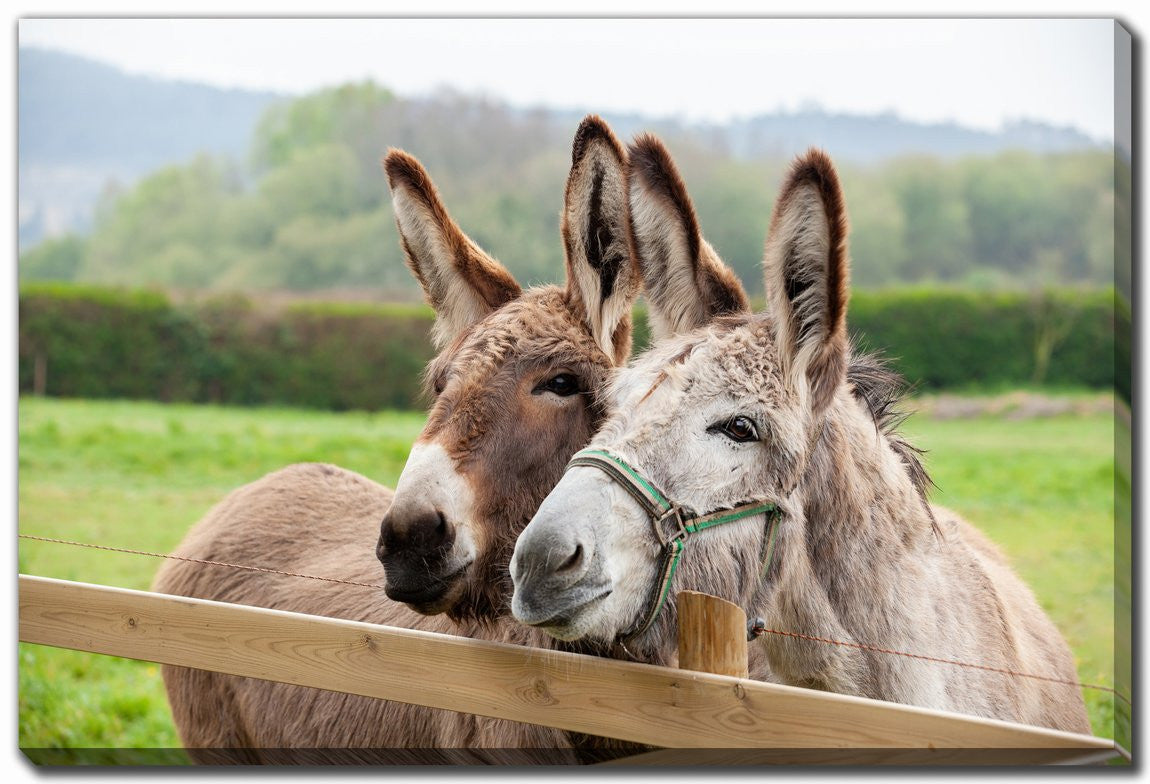 Donkeys at the Fence Wall Art - Brown - 30 X 45