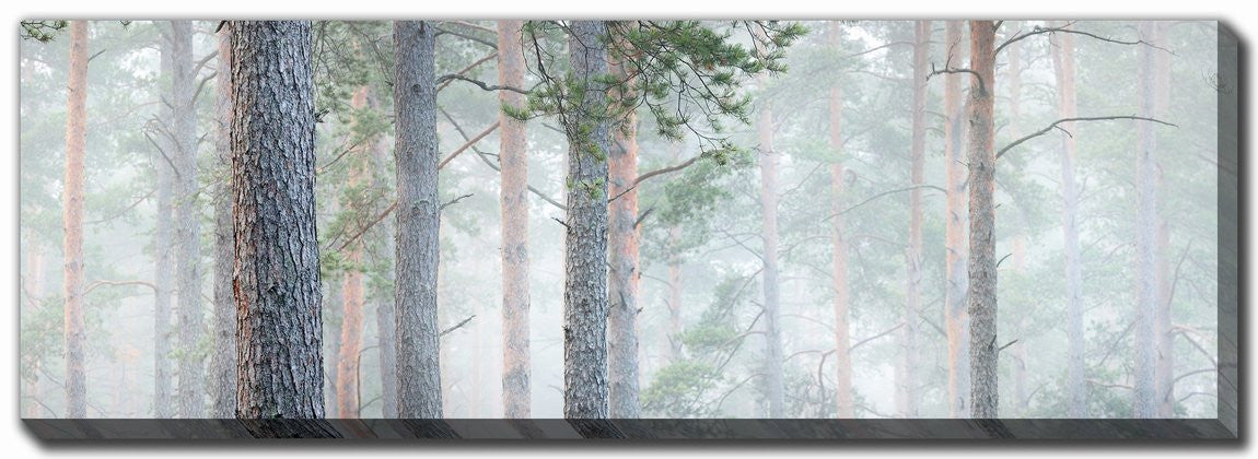 Misty Pine Forest Wall Art - Green - 20 X 60