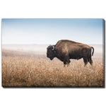 Bison Wanderer Wall Art - Brown - 38 X 60