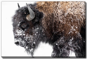 Winter Coat Wall Art - Brown - 30 X 45