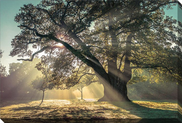 Through the Canopy Wall Art - Multi-Colour - 38 X 60
