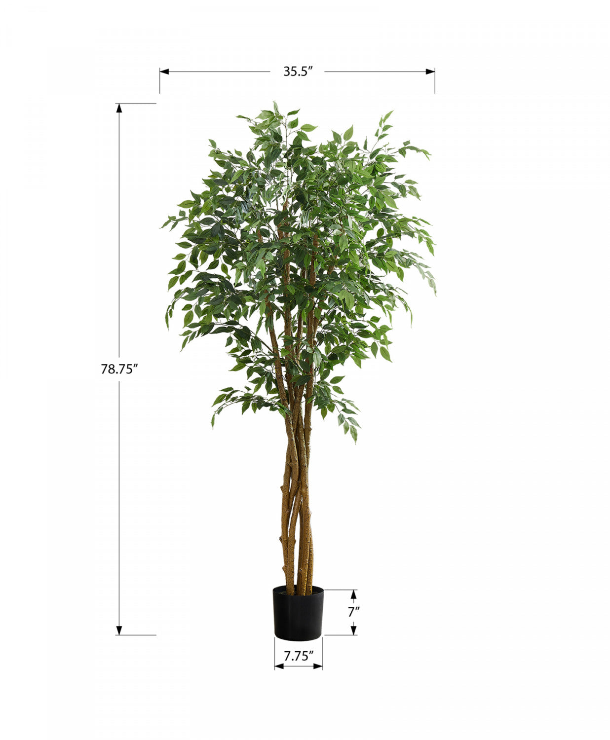 79" Ficus Tree With 8" Black Pot - Green
