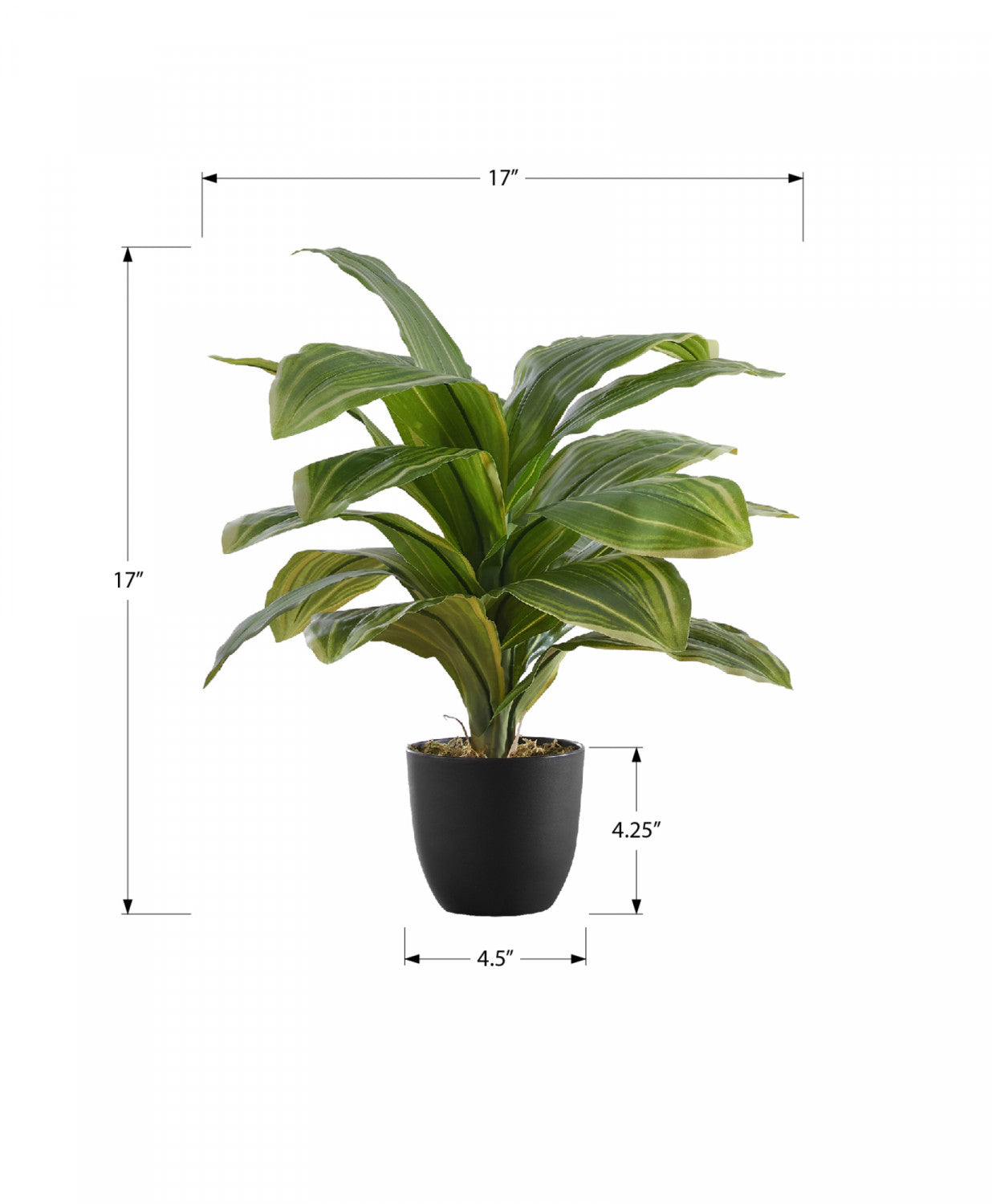 17" Dracaena Plant With 4" Black Pot - Green