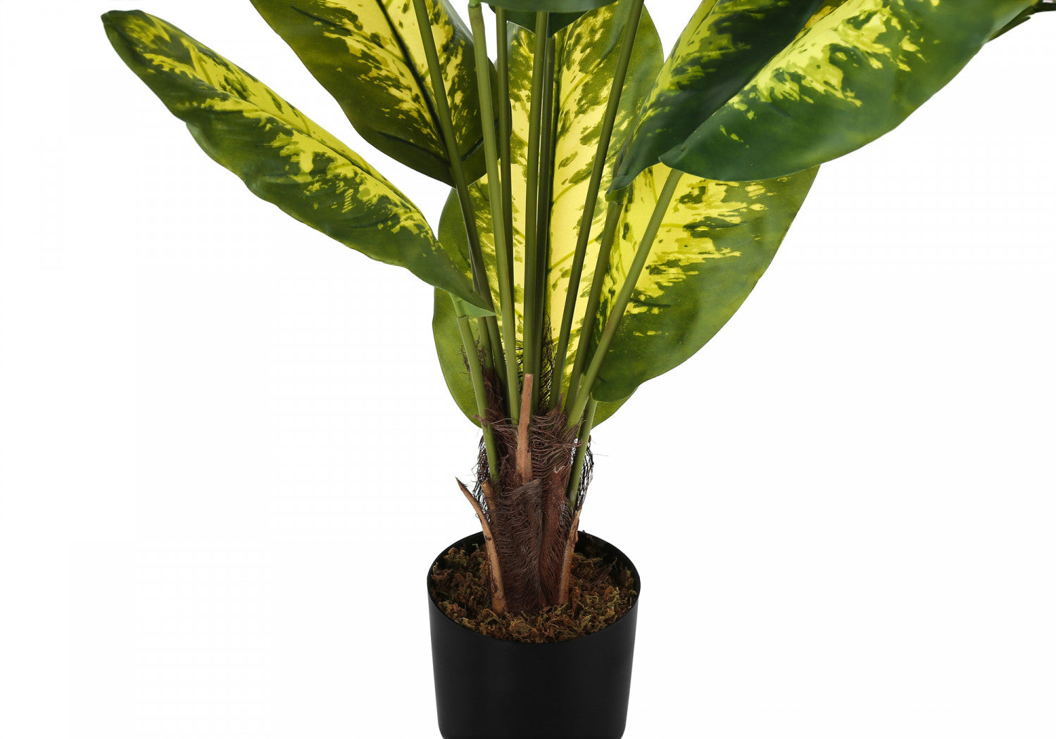 47" Evergreen Plant With 5" Black Pot - Green