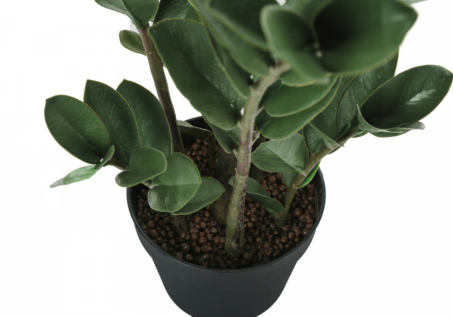 29" ZZ Plant With 6" Black Pot - Green