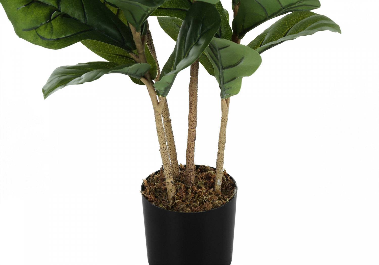 41" Fiddle Tree With 5" Black Pot - Green