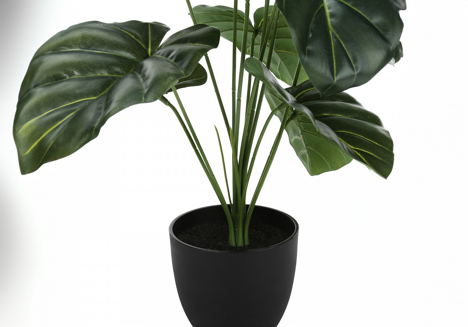 24" Alocasia Plant With 5" Black Pot - Green
