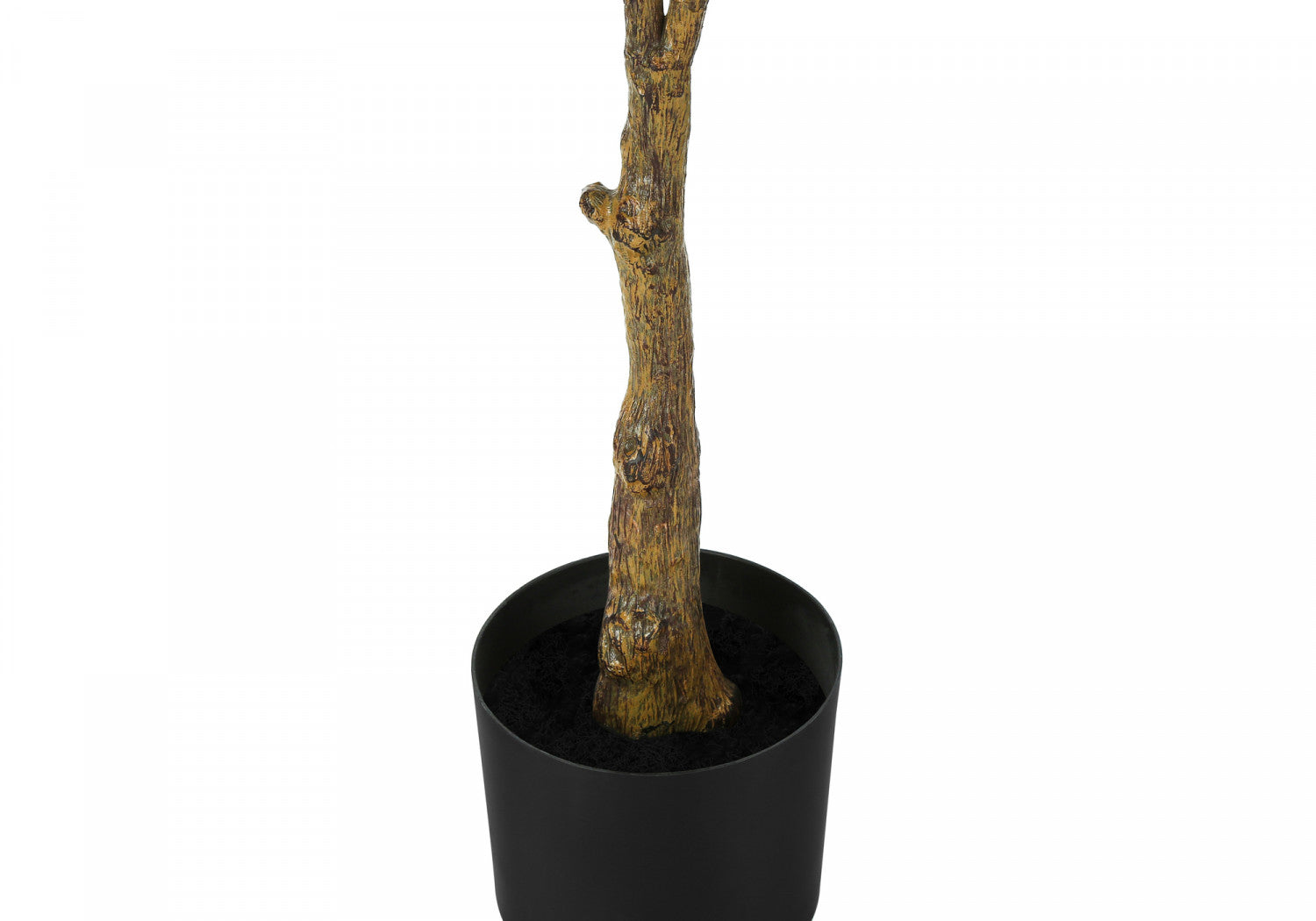 52" Rubber Tree With 5" Black Pot - Green/White