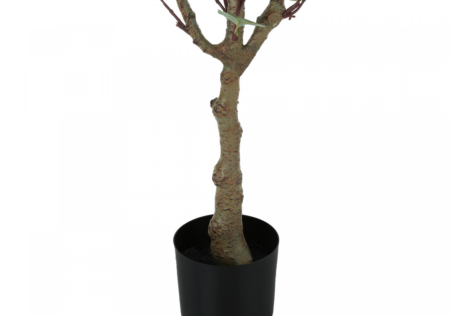 46" Eucalyptus Tree With 5" Black Pot - Green