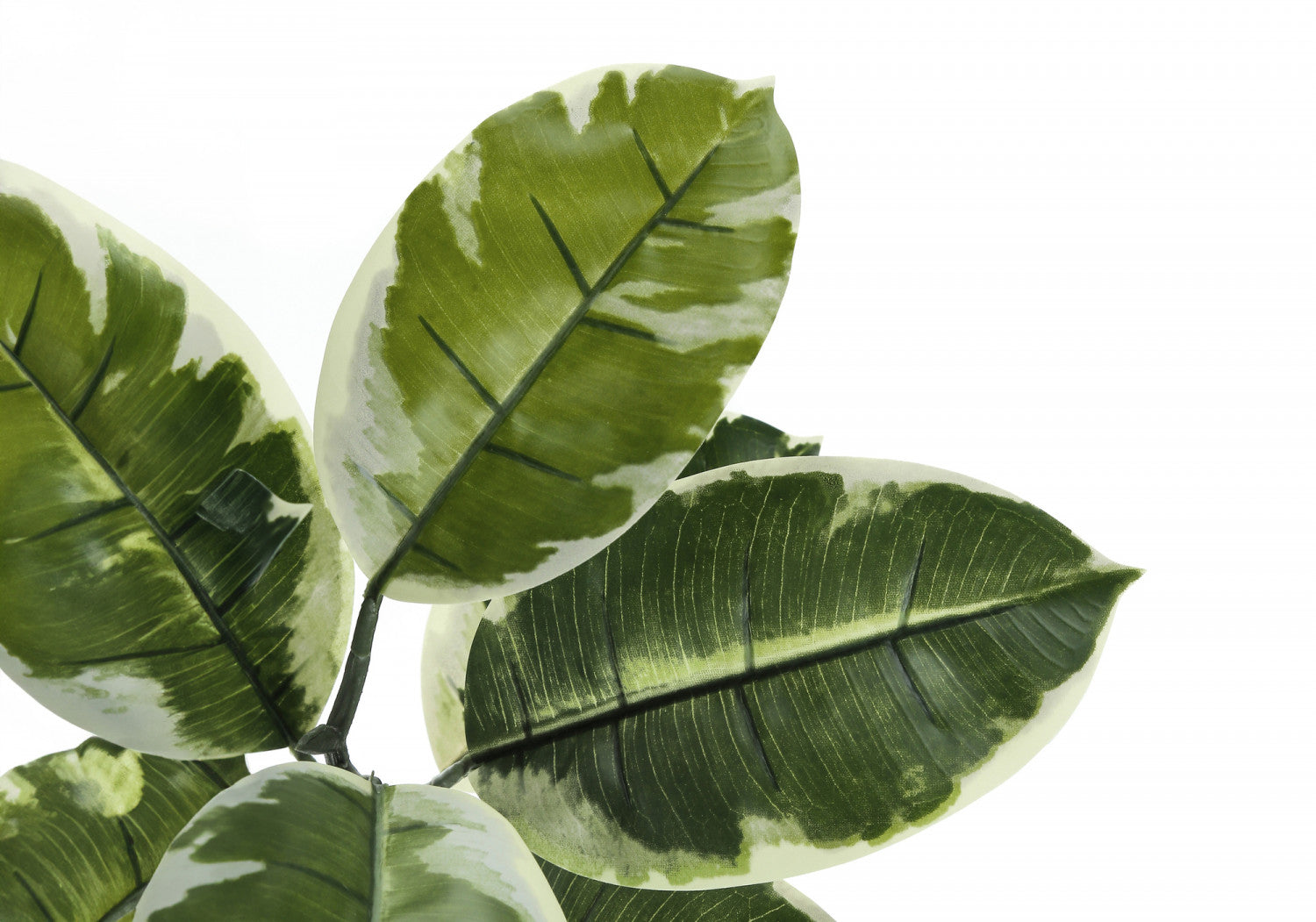 52" Rubber Tree With 5" Black Pot - Green/White