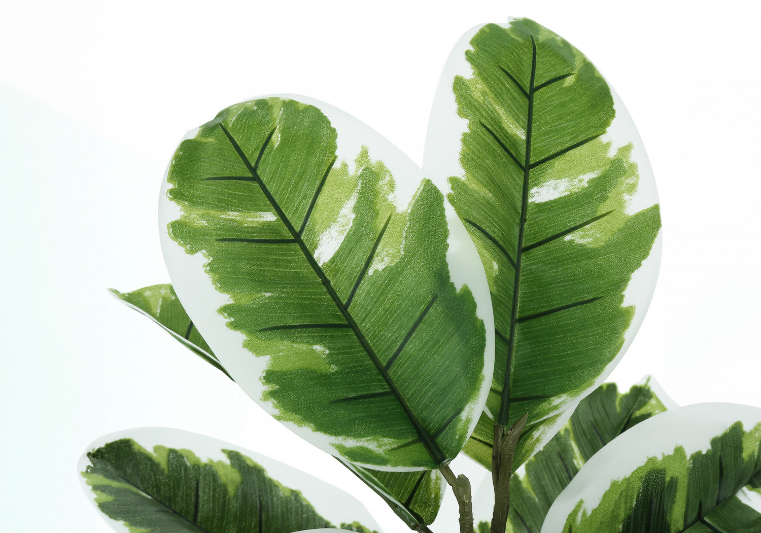 27" Rubber Plant With 5" Black Pot - Green