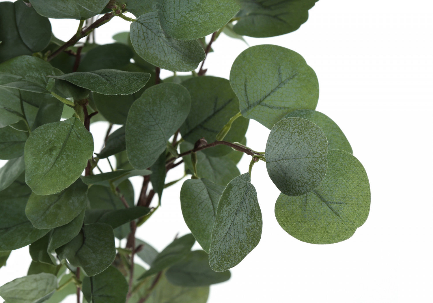 46" Eucalyptus Tree With 5" Black Pot - Green