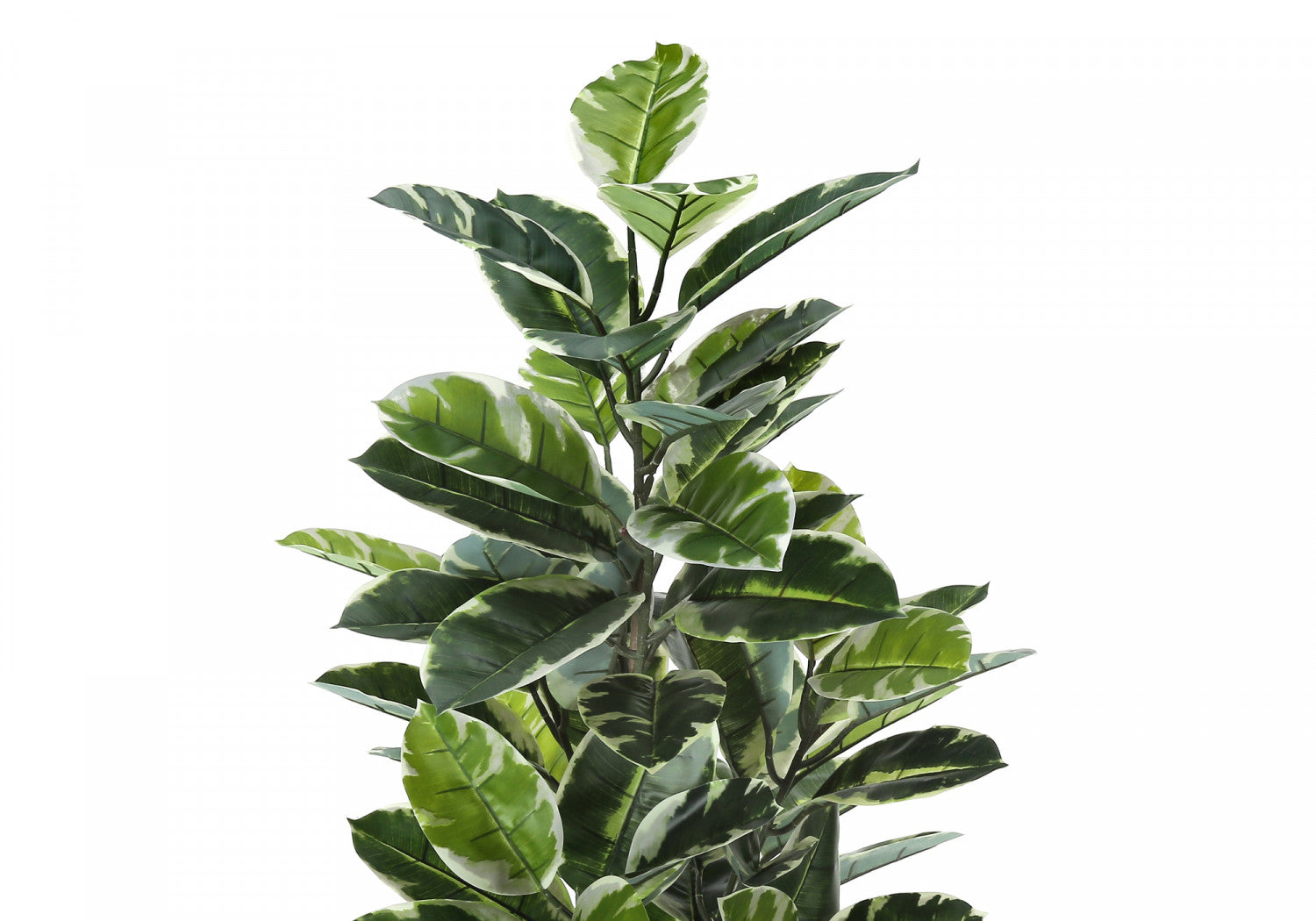 52" Rubber Tree With 5" Black Pot - Green/White