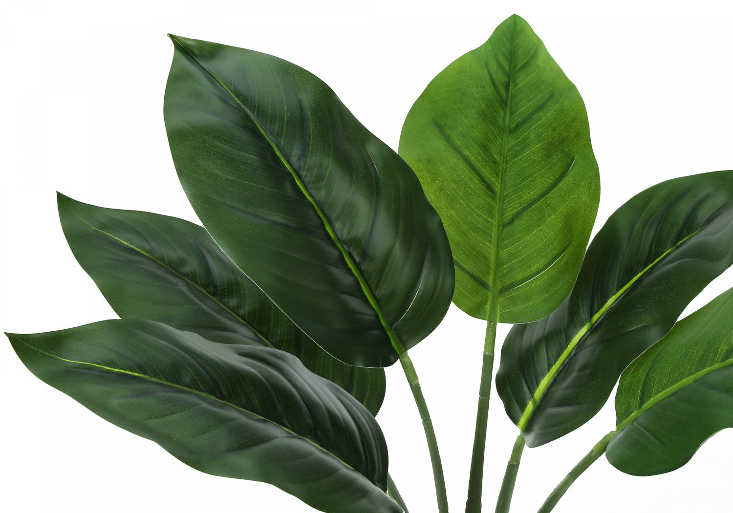 17" Aureum Plant With 5" White Pot - Green