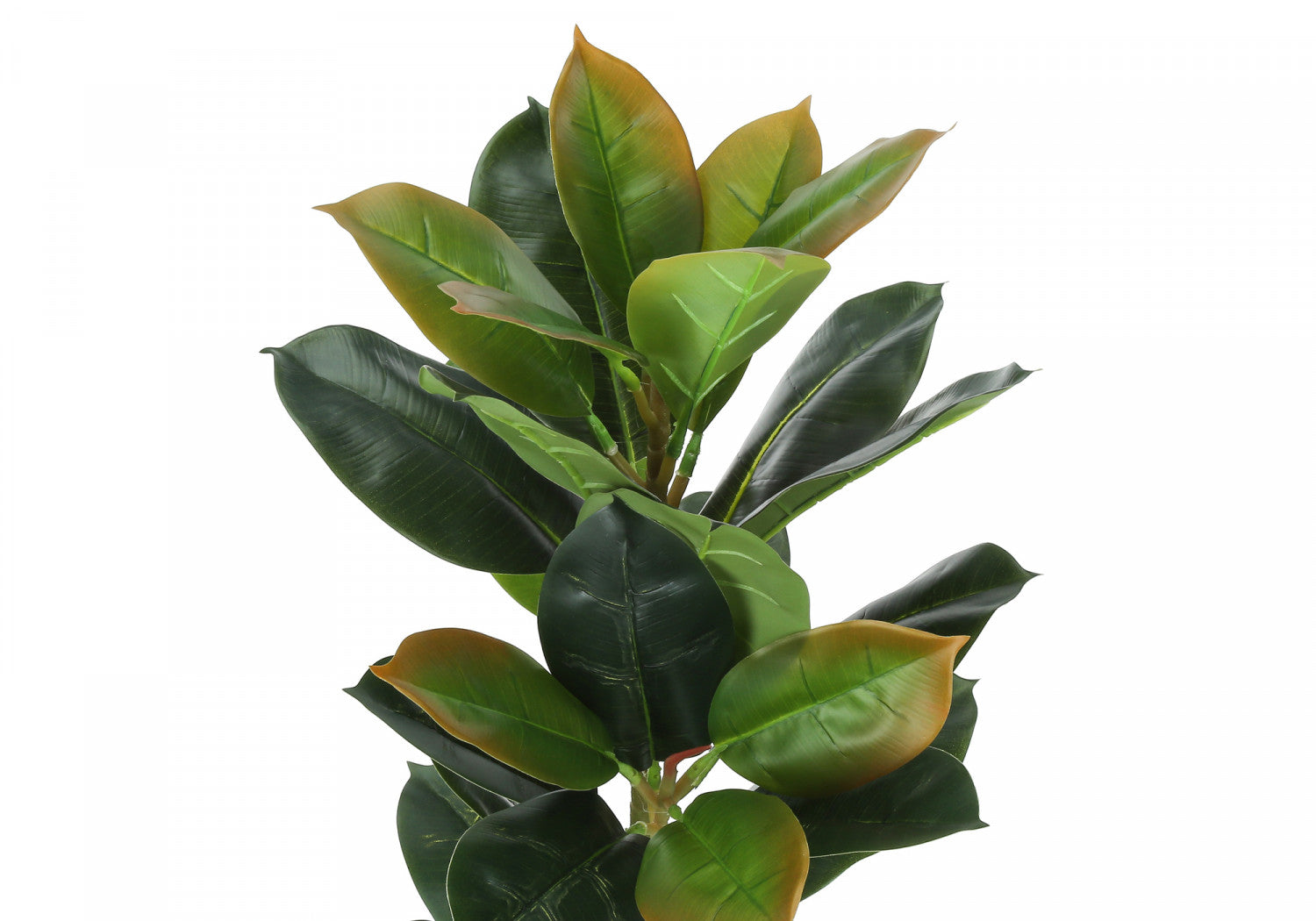 40" Rubber Tree With 5" Black Pot - Green