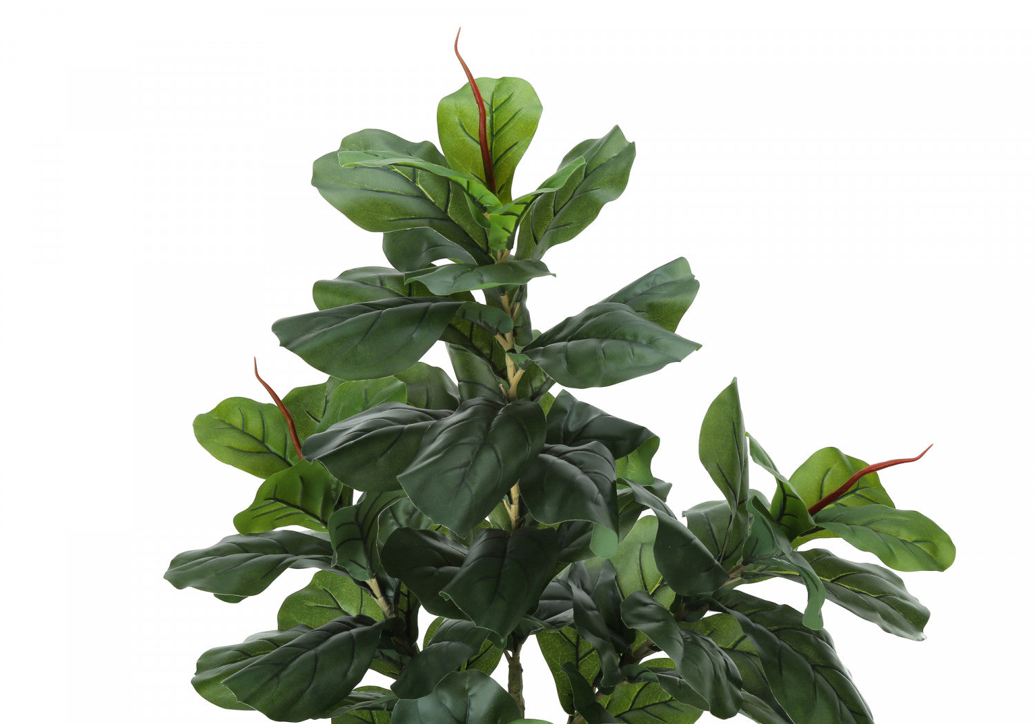 47" Fiddle Tree With 5" Black Pot - Green
