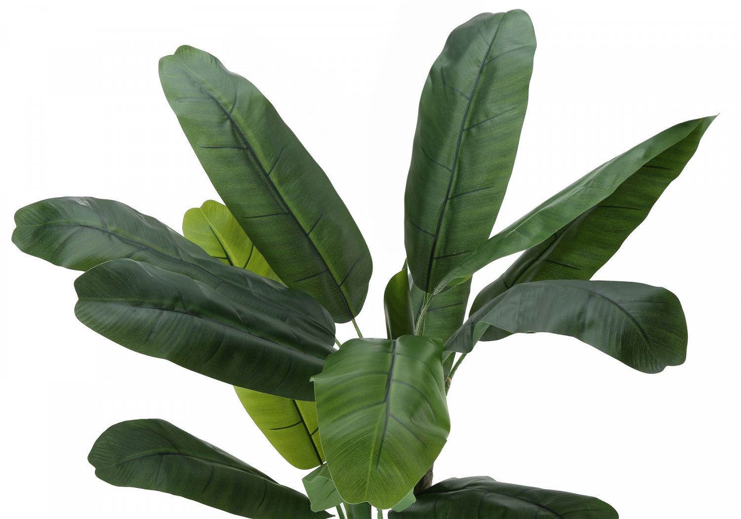 55" Banana Tree With 6" Black Pot - Green