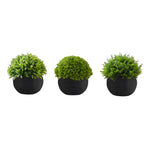5" Succulent Plant with Black Pot - Green - Set of 3