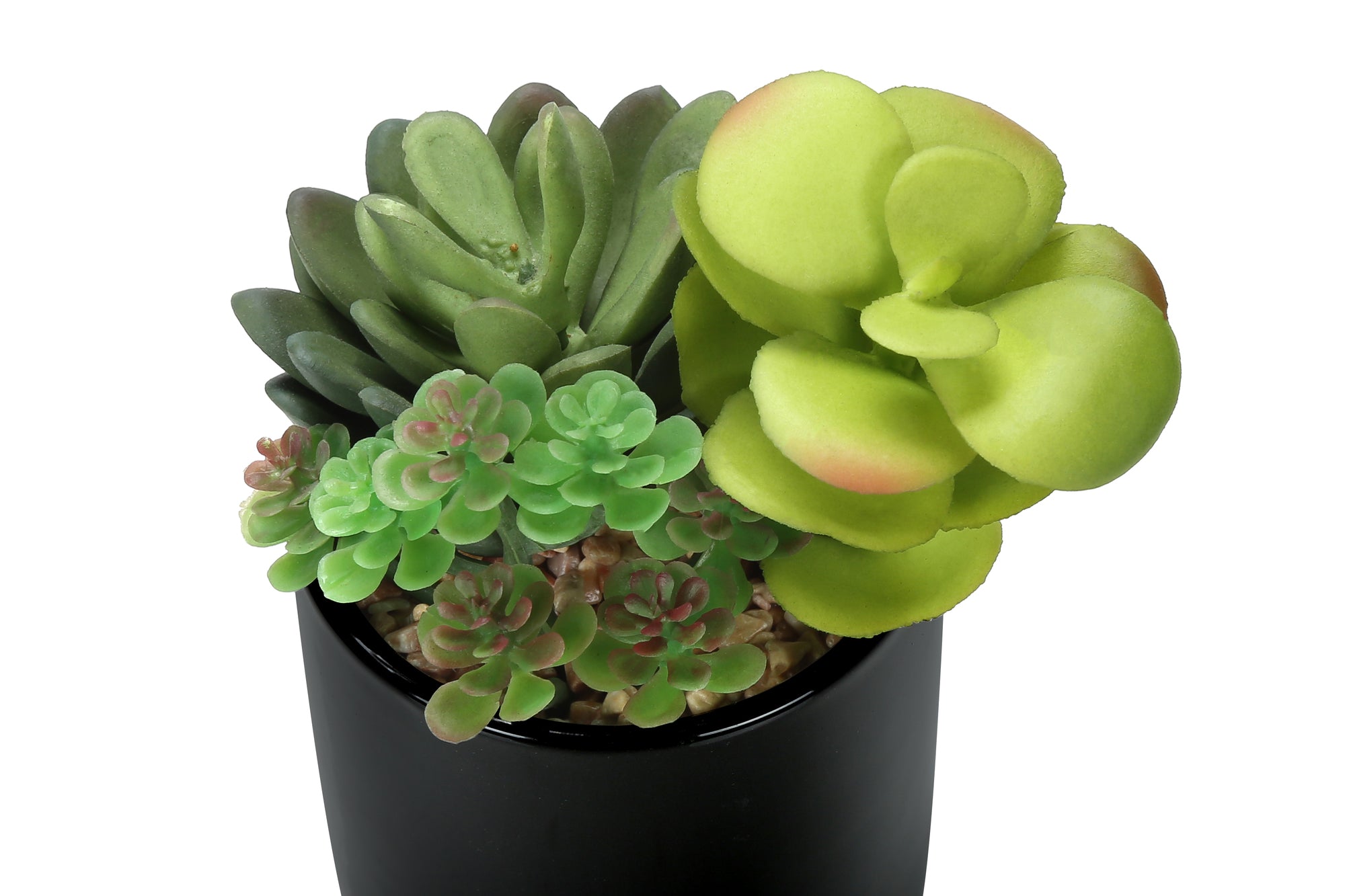 7" Succulent Plant with 3" Black Pot - Green - Set of 2