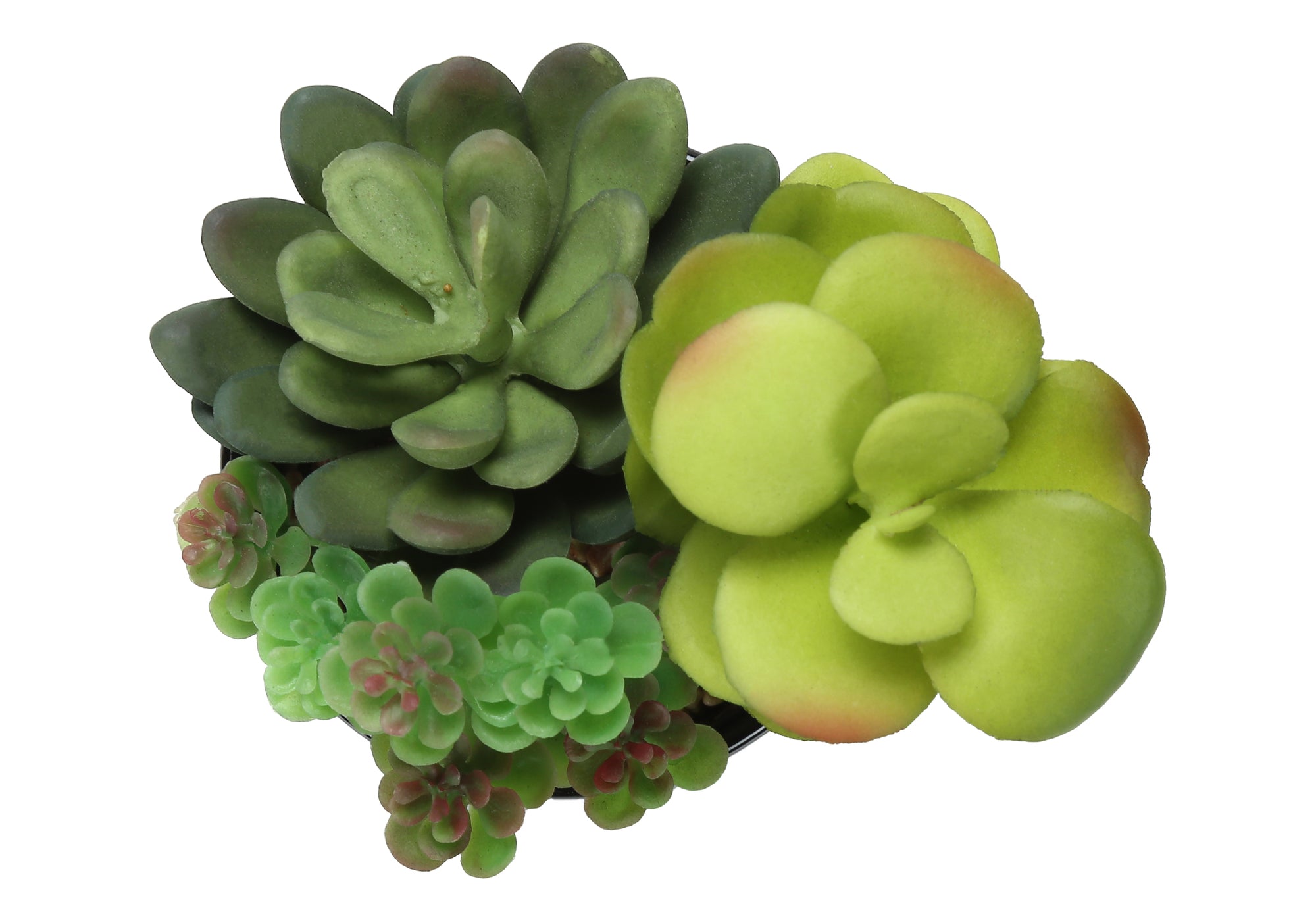 7" Succulent Plant with 3" Black Pot - Green - Set of 2