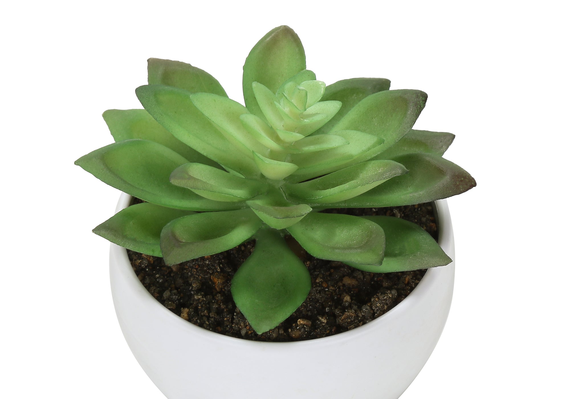 6" Succulent Plant with White Pot - Green - Set of 3