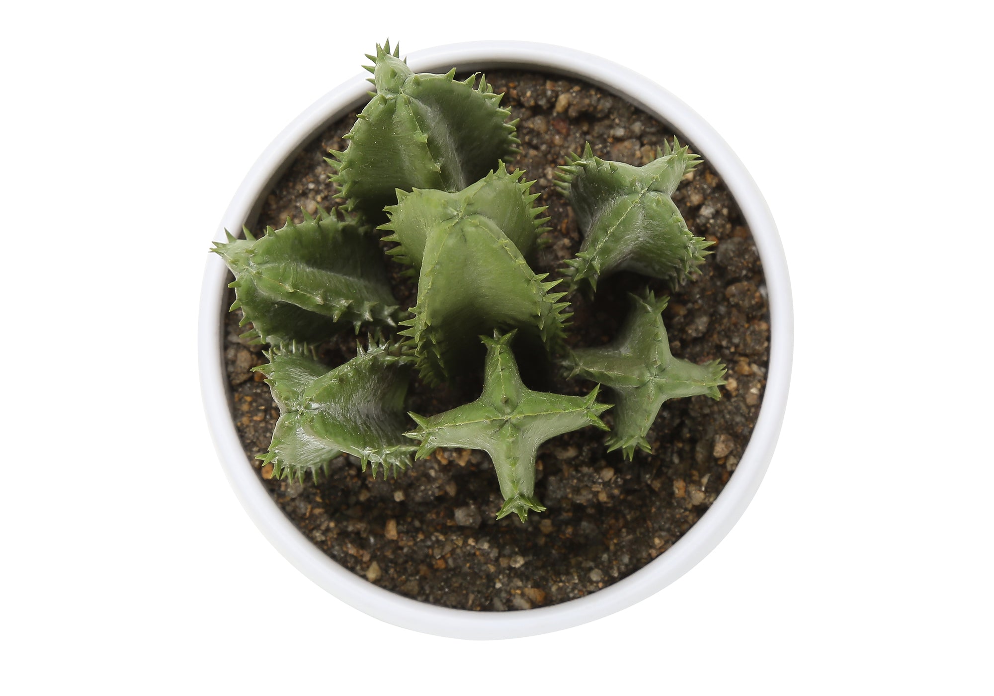 6" Succulent Plant with White Pot - Green - Set of 3