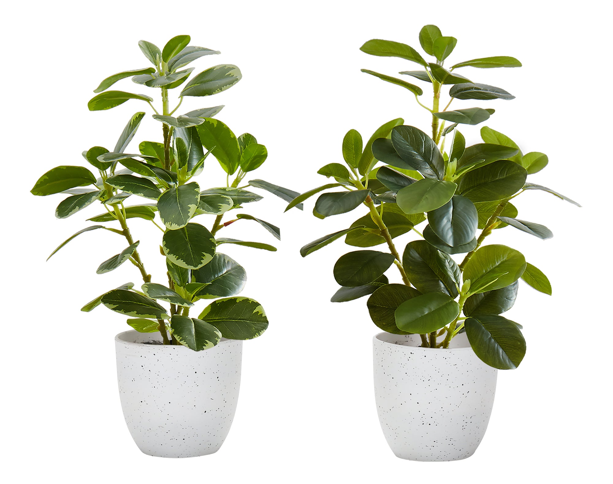 14" Ficus Elastica Plant with 4" White Pot - Green - Set of Two