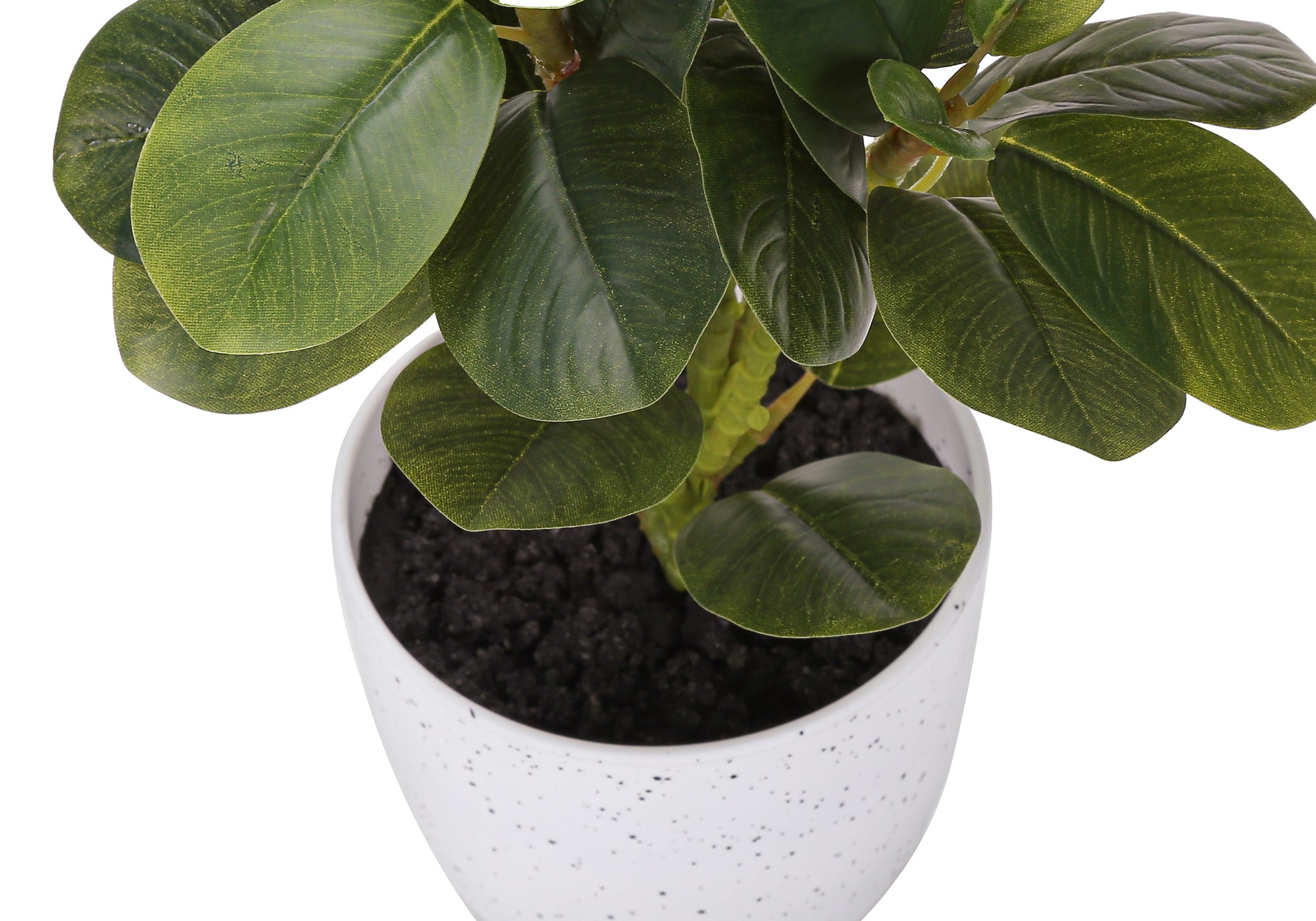 14" Ficus Elastica Plant with 4" White Pot - Green - Set of Two