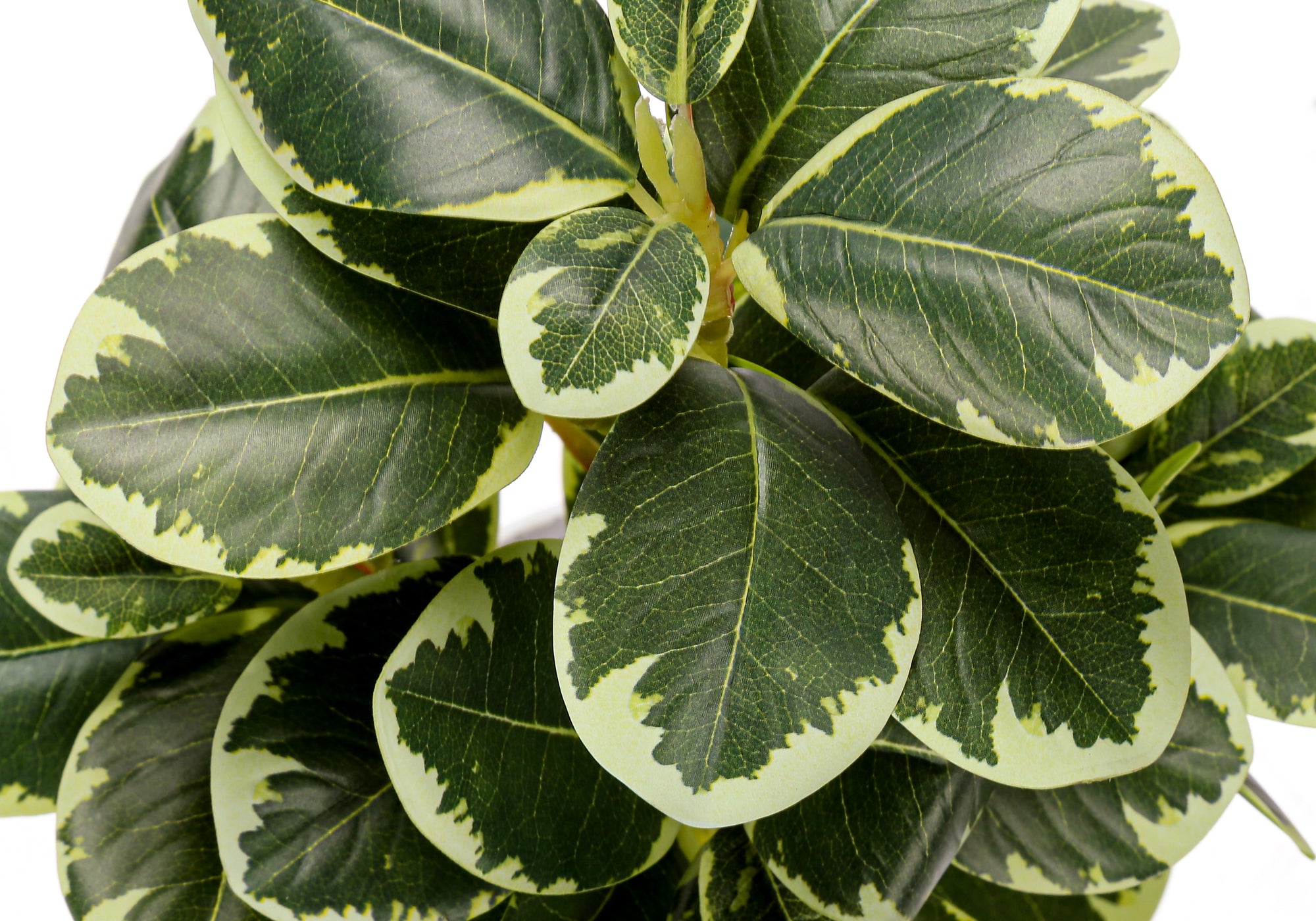 14" Ficus Elastica Plant with 4" White Pot - Green - Set of Two