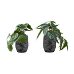8" Eucalyptus and Grass Plants with 5" Black Pot - Green - Set of Two
