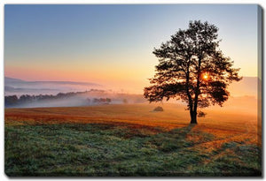 Rooted in Light Wall Art - Blue/Green/Orange - 16 X 20