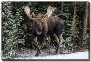 Snowy Stride Wall Art - Brown - 16 X 20